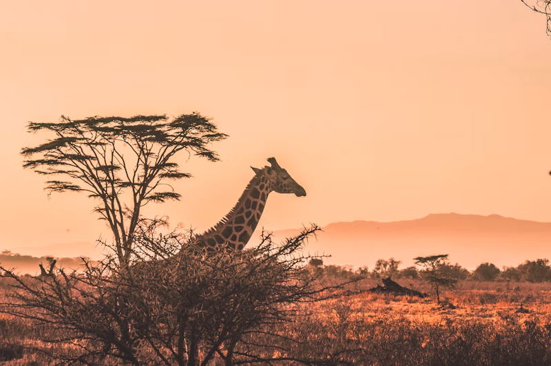 Maasai Mara safari at golden hour