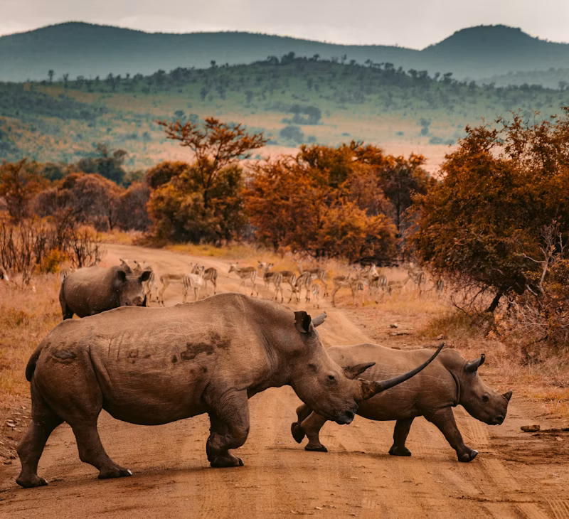 Wildlife in the Maasai Mara